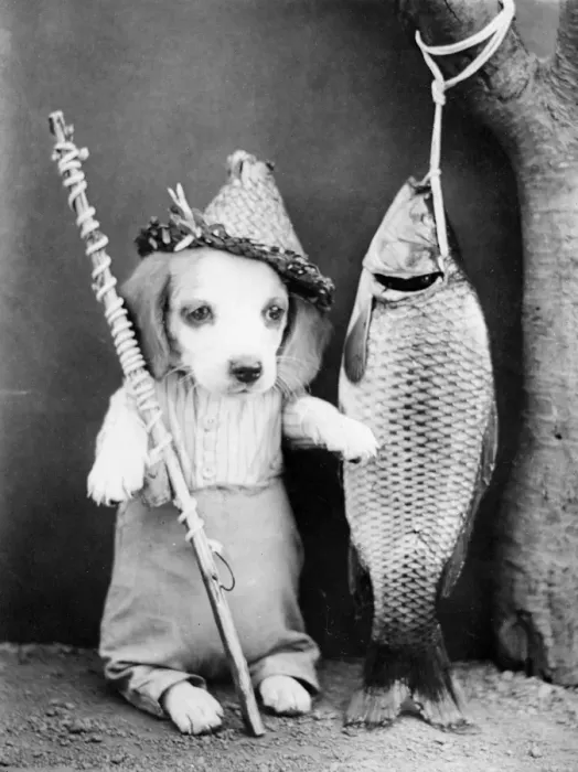 Framed Print : Fishing Dog Framed Print : Fishing Dog