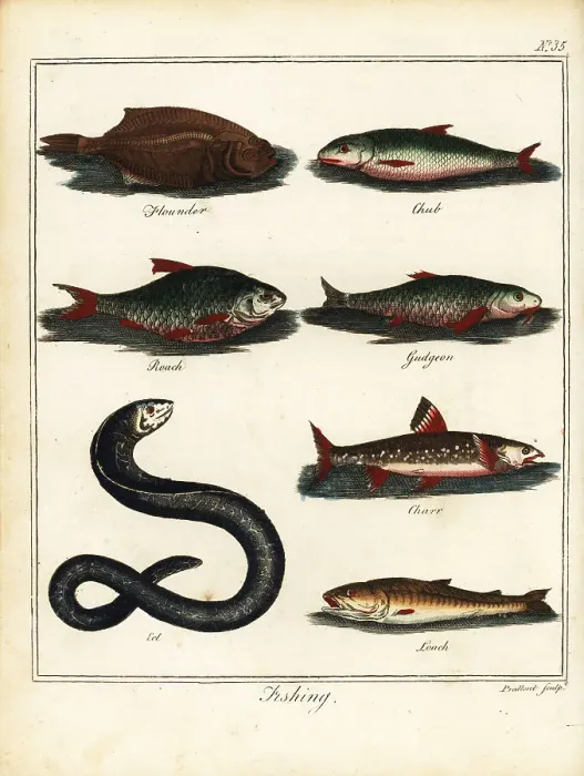 Framed Print : Fishing: flounder, chub, roach, gudgeon, charr, eel, loach Framed Print : Fishing: flounder, chub, roach, gudgeon, charr, eel, loach