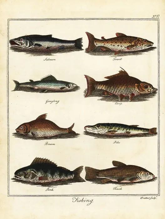 Framed Print : Fishing: salmon, trout, grayling, carp, bream, pike, perch, tenc Framed Print : Fishing: salmon, trout, grayling, carp, bream, pike, perch, tenc