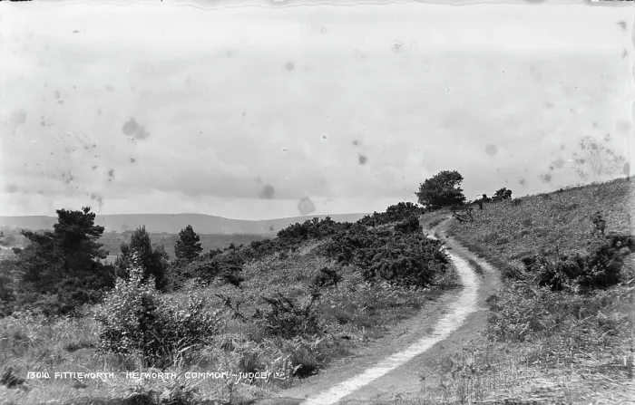 Framed Print : Fittleworth Common Pathway