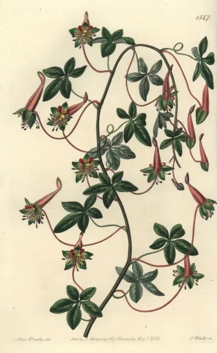 Framed Print : Five-leaved tropaeoleum, Tropaeoleum pentaphyllum Framed Print : Five-leaved tropaeoleum, Tropaeoleum pentaphyllum