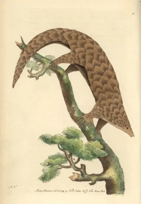 Framed Print : Five-toed manis, Chinese pangolin, or scaly Framed Print : Five-toed manis, Chinese pangolin, or scaly