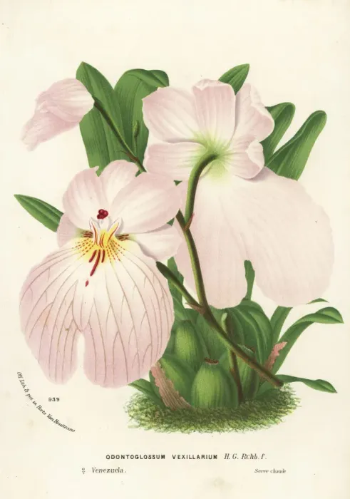 Framed Print : Flag-like miltoniopsis orchid, Miltoniopsis vexillaria Framed Print : Flag-like miltoniopsis orchid, Miltoniopsis vexillaria