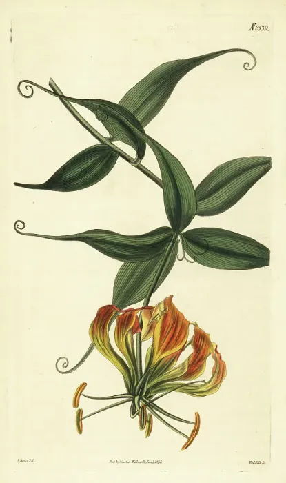 Framed Print : Flame lily, Gloriosa superba Framed Print : Flame lily, Gloriosa superba