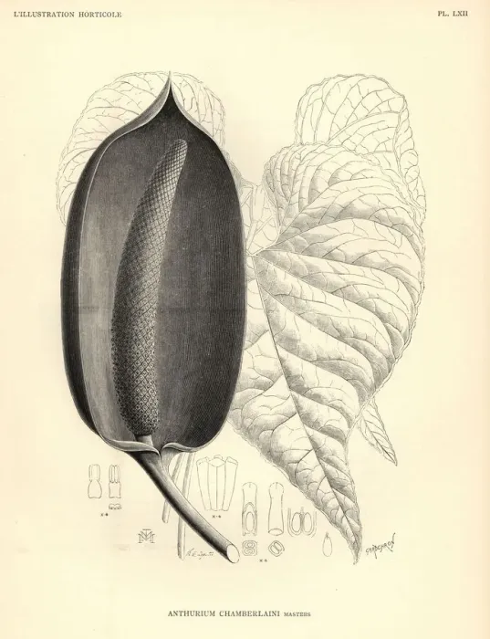 Framed Print : Flamingo flower, Anthurium chamberlainii Framed Print : Flamingo flower, Anthurium chamberlainii