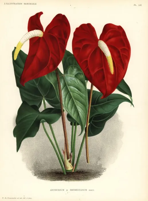 Framed Print : Flamingo flower, Anthurium hybrid Framed Print : Flamingo flower, Anthurium hybrid