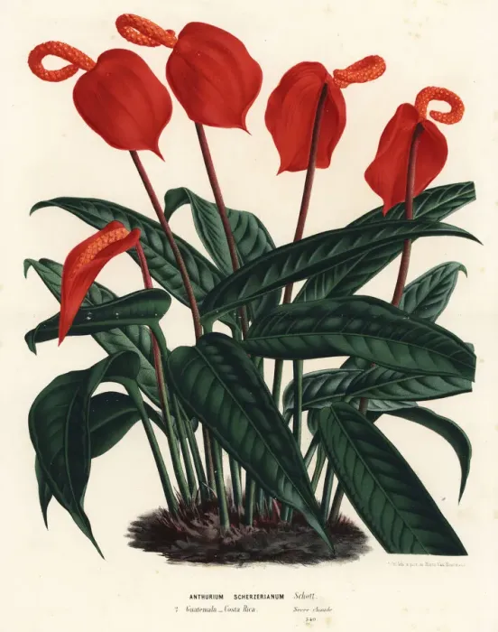 Framed Print : Flamingo flower, Anthurium scherzerianum Framed Print : Flamingo flower, Anthurium scherzerianum