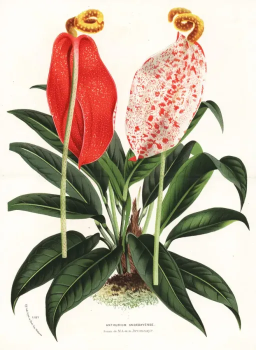 Framed Print : Flamingo flower cultivar, Anthurium x andegavense Framed Print : Flamingo flower cultivar, Anthurium x andegavense