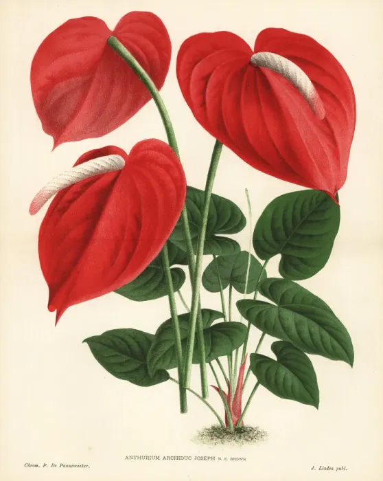 Framed Print : Flamingo flower hybrid, Anthurium Archiduc Joseph Framed Print : Flamingo flower hybrid, Anthurium Archiduc Joseph