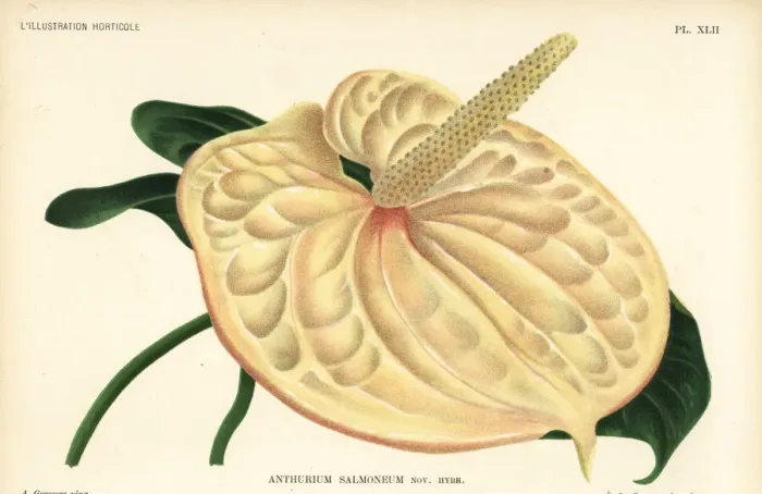 Framed Print : Flamingo flower, new hybrid, Anthurium salmoneum Framed Print : Flamingo flower, new hybrid, Anthurium salmoneum
