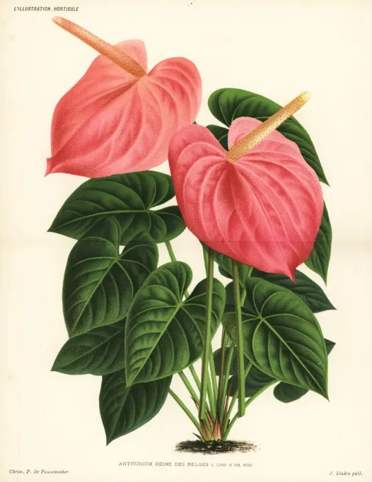 Framed Print : Flamingo flower variety, Anthurium Reine des Belges Framed Print : Flamingo flower variety, Anthurium Reine des Belges