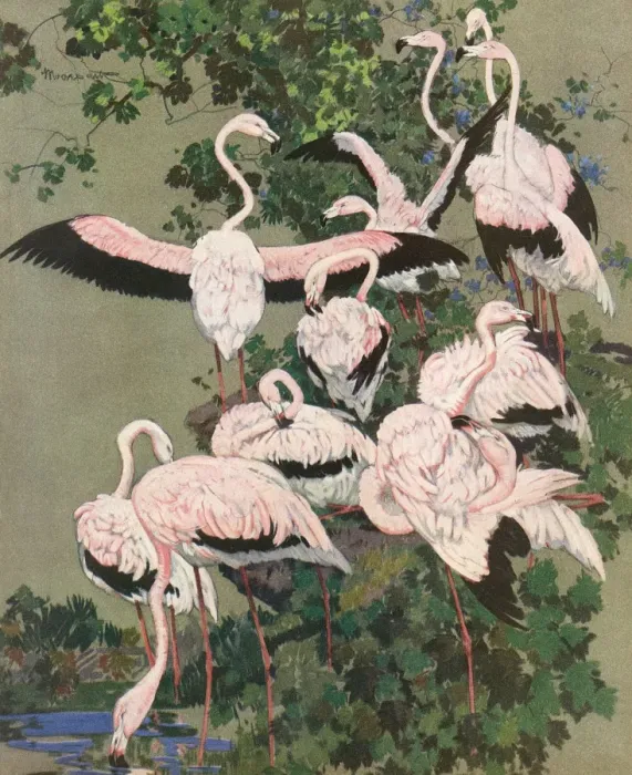 Framed Print : Flamingoes Framed Print : Flamingoes