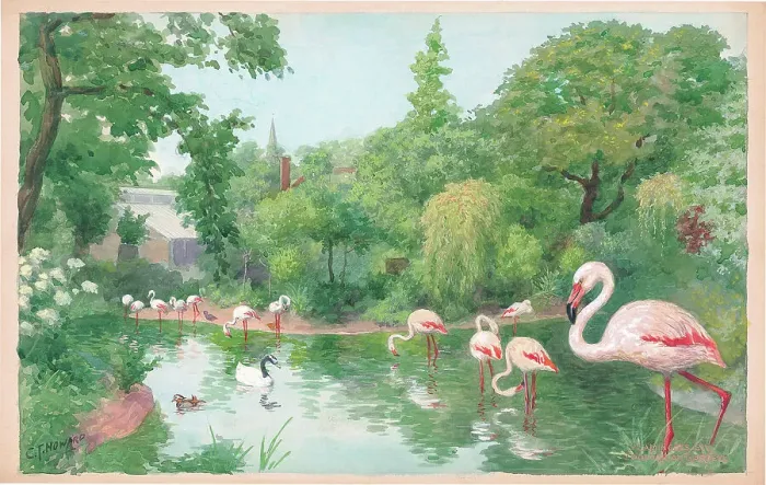 Framed Print : Flamingoes at London Zoo Framed Print : Flamingoes at London Zoo