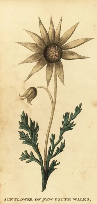 Framed Print : Flannel flower, Actinotus helianthi Framed Print : Flannel flower, Actinotus helianthi