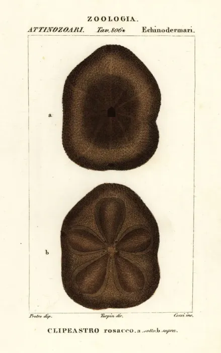 Framed Print : Flat sea biscuit, Clypeaster rosaceus Framed Print : Flat sea biscuit, Clypeaster rosaceus