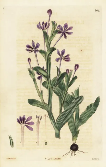 Framed Print : Flat-stemmed lapeirousia, Lapeirousia anceps Framed Print : Flat-stemmed lapeirousia, Lapeirousia anceps