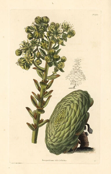 Flat-topped aeonium or saucer plant, Aeonium tabuliforme