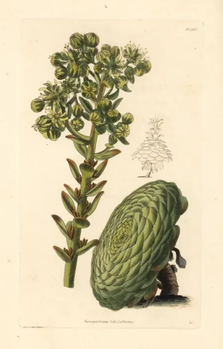 Framed Print : Flat-topped aeonium or saucer plant, Aeonium tabuliforme Framed Print : Flat-topped aeonium or saucer plant, Aeonium tabuliforme