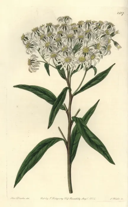 Framed Print : Flat-topped aster, Doellingeria umbellata Framed Print : Flat-topped aster, Doellingeria umbellata