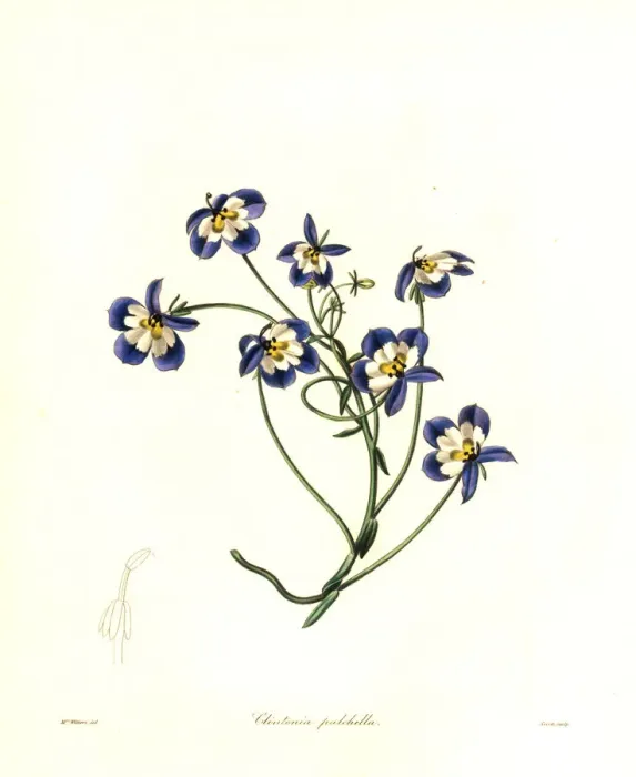 Framed Print : Flatface calicoflower, Downingia pulchella Framed Print : Flatface calicoflower, Downingia pulchella