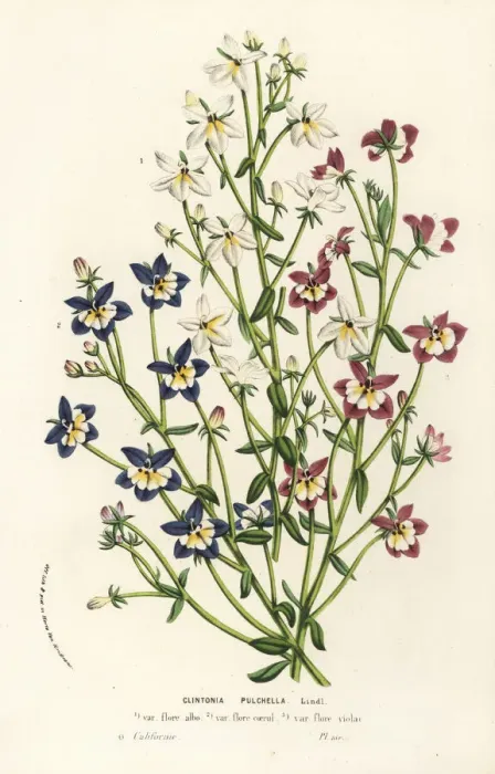 Framed Print : Flatface calicoflower, Downingia pulchella Framed Print : Flatface calicoflower, Downingia pulchella