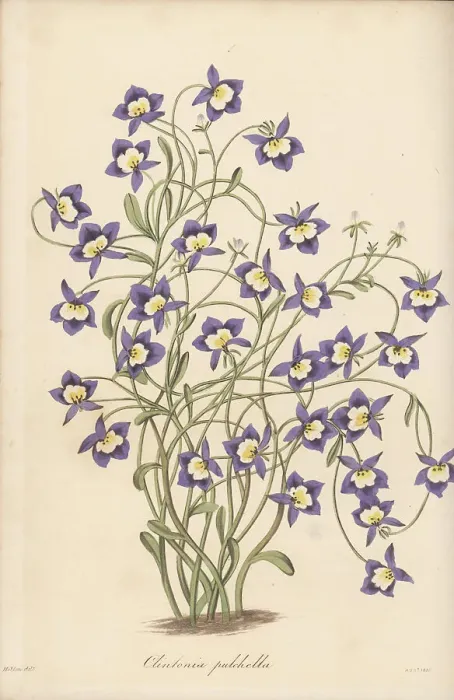 Framed Print : Flatface calicoflower, Downingia pulchella