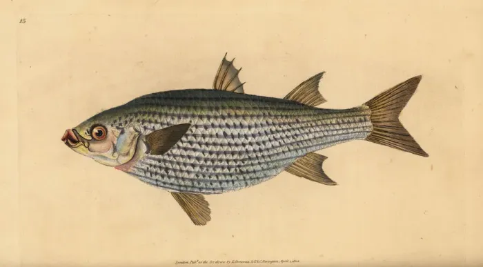 Framed Print : Flathead mullet, Mugil cephalus Framed Print : Flathead mullet, Mugil cephalus