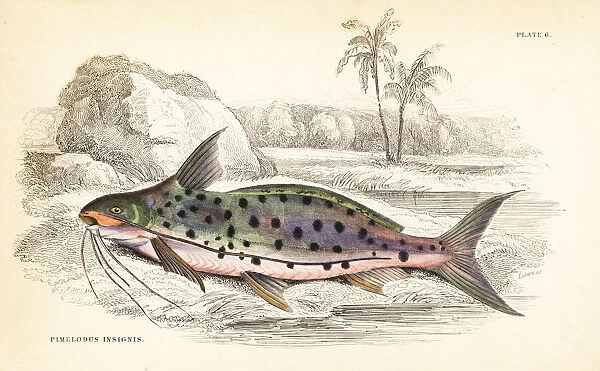 Flatwhiskered catfish, Pinirampus pirinampu