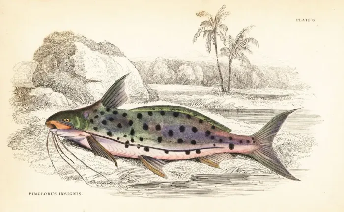 Framed Print : Flatwhiskered catfish, Pinirampus pirinampu Framed Print : Flatwhiskered catfish, Pinirampus pirinampu