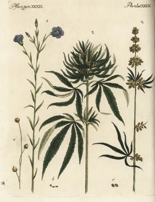 Framed Print : Flax and cannabis Framed Print : Flax and cannabis