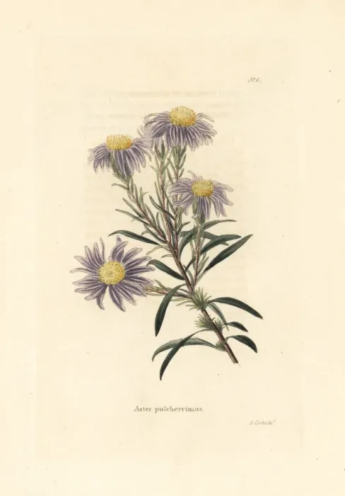 Framed Print : Flax-leaf ankle-aster, Ionactis linariifolia Framed Print : Flax-leaf ankle-aster, Ionactis linariifolia
