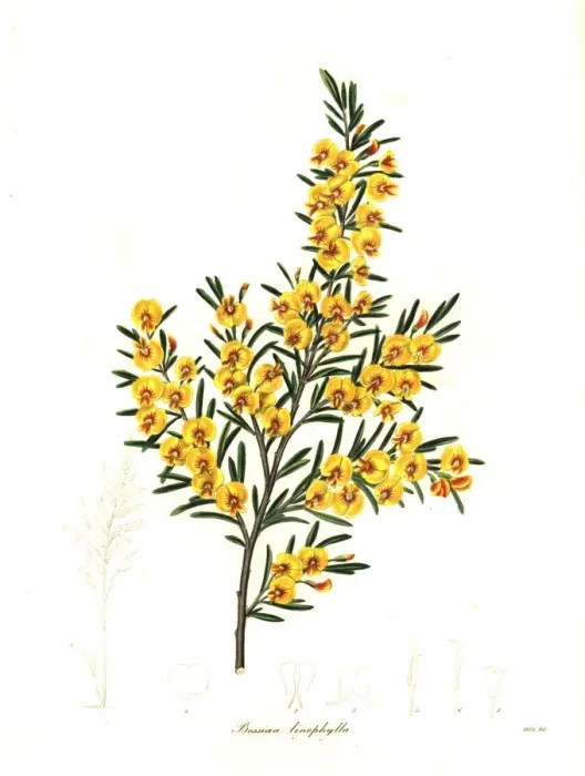 Framed Print : Flax-leaved bossiaea, Bossiaea linophylla Framed Print : Flax-leaved bossiaea, Bossiaea linophylla
