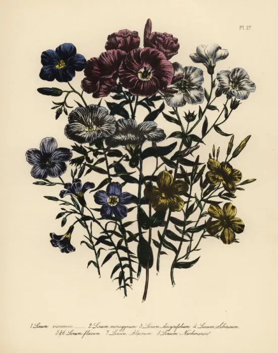 Framed Print : Flax or Linum species Framed Print : Flax or Linum species