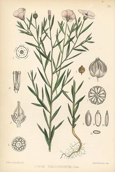 Flax, Linum usitatissimum