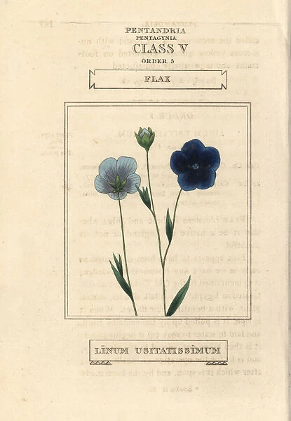 Flax, Linum usitatissimum
