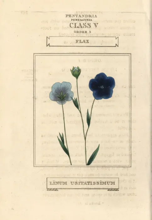 Framed Print : Flax, Linum usitatissimum Framed Print : Flax, Linum usitatissimum