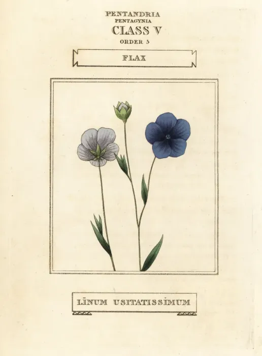 Framed Print : Flax, Linum usitatissimum Framed Print : Flax, Linum usitatissimum