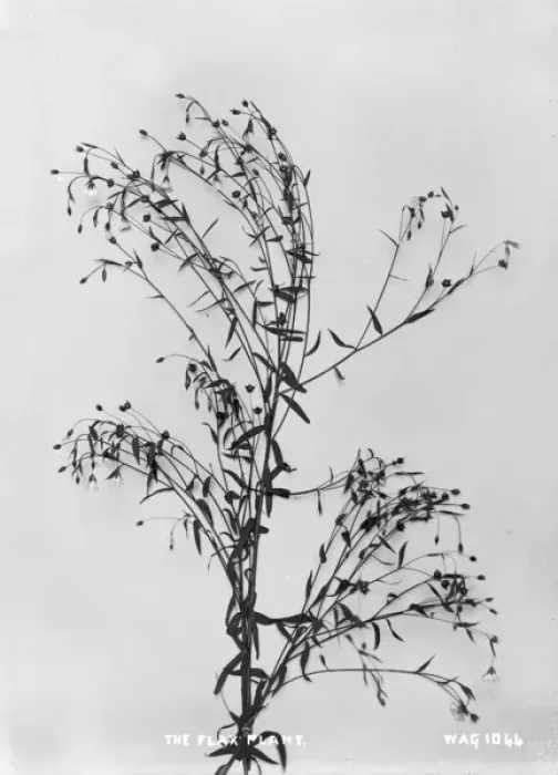 Framed Print : The Flax Plant Framed Print : The Flax Plant