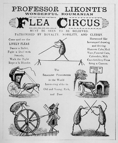 Flea Circus. An advertisement for Professor Likonti's wonderful Roumanian Fea Circus