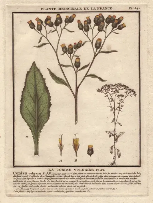 Framed Print : Fleabane, Conyza vulgaris Framed Print : Fleabane, Conyza vulgaris