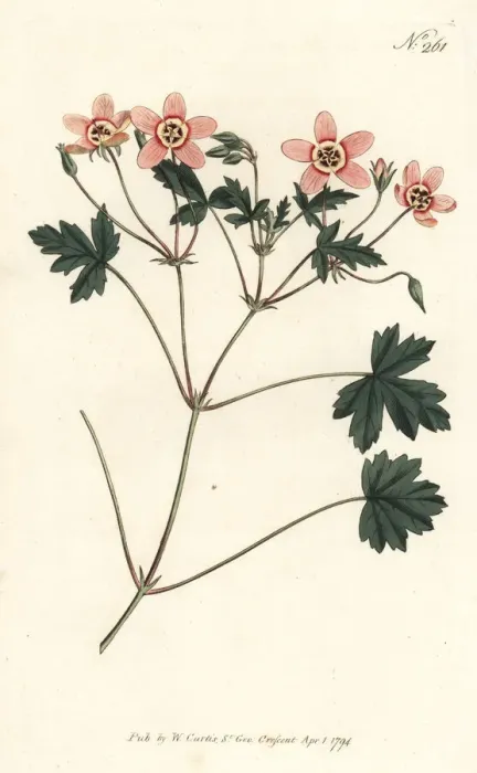 Framed Print : Flesh-colour d crane s-bill, Erodium incarnatum Framed Print : Flesh-colour d crane s-bill, Erodium incarnatum
