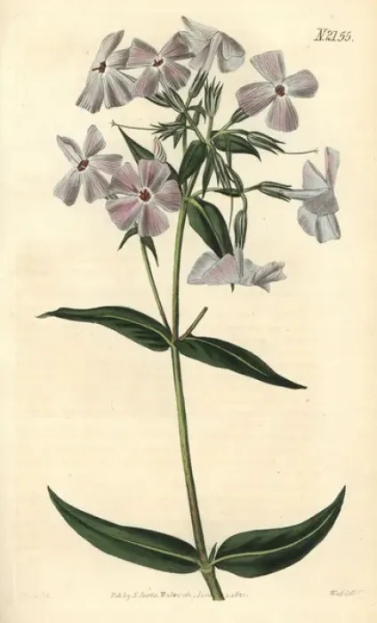 Framed Print : Flesh-coloured phlox, Phlox carnea Framed Print : Flesh-coloured phlox, Phlox carnea