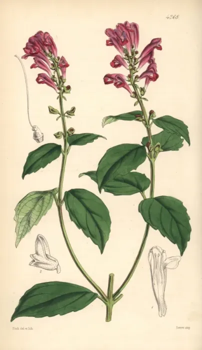 Framed Print : Flesh-coloured skull-cap, Scutellaria incarnata Framed Print : Flesh-coloured skull-cap, Scutellaria incarnata
