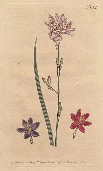 Flexuose ixia with examples of color varieties
