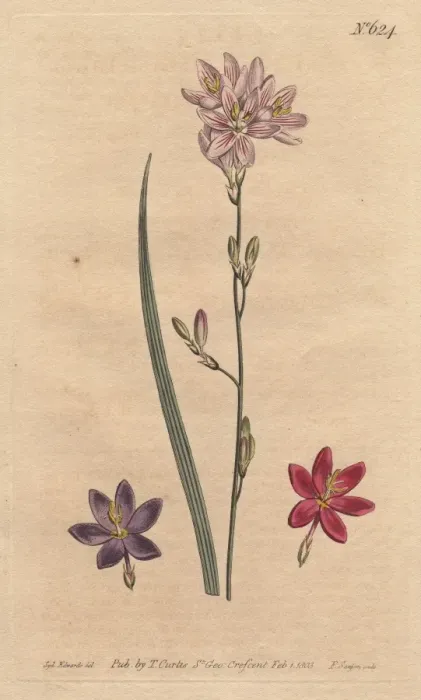 Framed Print : Flexuose ixia with examples of color varieties Framed Print : Flexuose ixia with examples of color varieties
