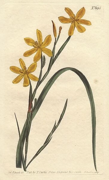 Flexuose moraea with bright yellow flowers
