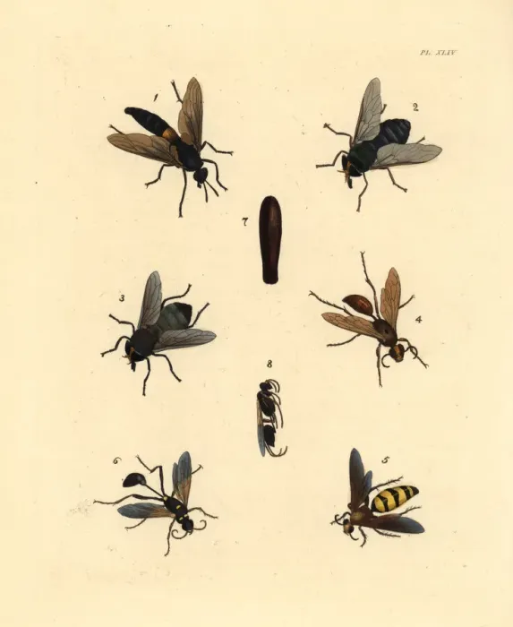 Framed Print : Flies, wasps and dauber Framed Print : Flies, wasps and dauber
