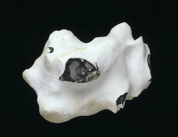 Framed Print : Flint nodule Framed Print : Flint nodule