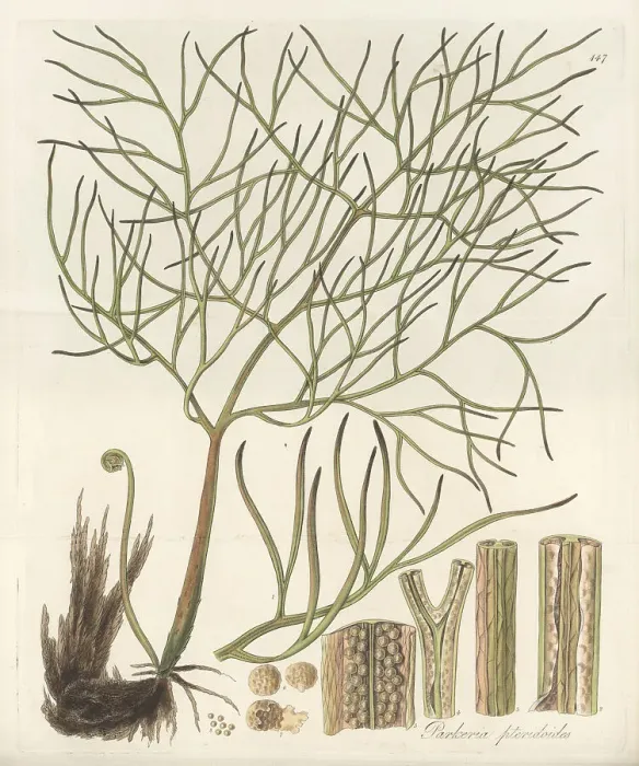 Framed Print : Floating antlerfern, Ceratopteris pteridoides Framed Print : Floating antlerfern, Ceratopteris pteridoides