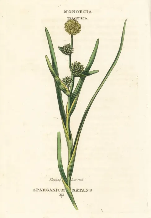 Framed Print : Floating bur-reed, Sparganium natans Framed Print : Floating bur-reed, Sparganium natans